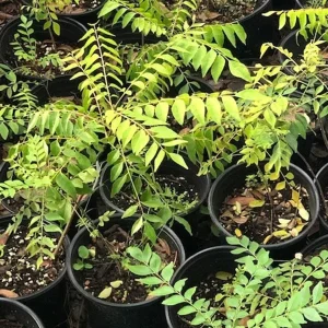 Curry Leaf Live Plant 12-18 inch Tall in 1 Gallon Pot - Outdoor Herb - Image 3