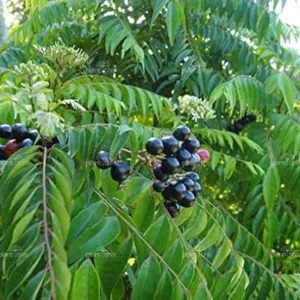 Curry Leaf Live Plant 12-18 inch Tall in 1 Gallon Pot - Outdoor Herb - Image 1