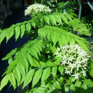 Curry Leaf Live Plant – 5-9in Tall – 4in Pot – Culinary Herb - Image 1