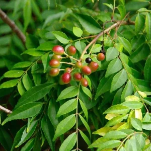 Curry Leaf Live Plant – 8-12in Tall in 4in Pot – Indoor/Outdoor Spice Herb - Image 2