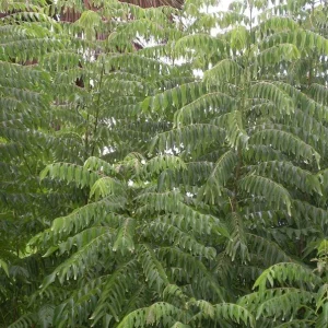 Curry Leaf Live Plant – 8-12in Tall in 4in Pot – Indoor/Outdoor Spice Herb - Image 1