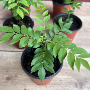Curry Leaf Live Plant – Murraya Koenigii – 4-inch Pot – Aromatic Culinary Herb - Image 3