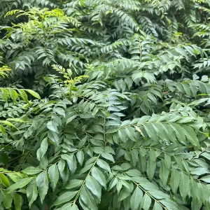 Curry Leaf Live Plant – Murraya Koenigii – 4-inch Pot – Aromatic Culinary Herb - Image 1