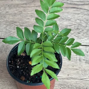Curry Leaf Live Plant – Murraya Koenigii – 4-inch Pot – Aromatic Culinary Herb - Image 4