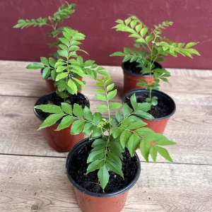 Curry Leaf Live Plant – Murraya Koenigii – 4-inch Pot – Aromatic Culinary Herb - Image 7