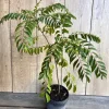 Curry Leaf Live Plant – Murraya Koenigii – 6 inch Pot – Culinary Evergreen - Image 1