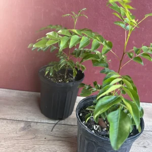 Curry Leaf Live Plant – Murraya Koenigii – 6 inch Pot – Culinary Evergreen - Image 3