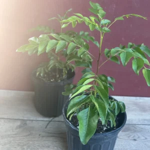 Curry Leaf Live Plant – Murraya Koenigii – 6 inch Pot – Culinary Evergreen - Image 4