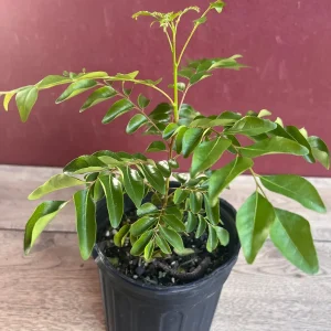 Curry Leaf Live Plant – Murraya Koenigii – 6 inch Pot – Culinary Evergreen - Image 6