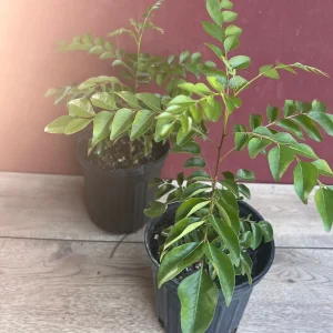 Curry Leaf Live Plant – Murraya Koenigii – 6 inch Pot – Culinary Evergreen - Image 8