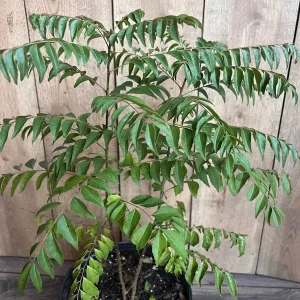 Curry Leaf Live Plant - Murraya Koenigii in 10-inch Pot - Aromatic Herb - Image 2