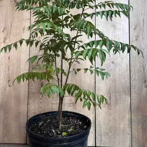 Curry Leaf Plant - Murraya Koenigii Live Plant in 10 inch Pot - Aromatic Herb - Image 1