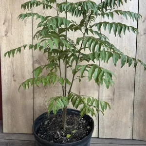 Curry Leaf Plant - Murraya Koenigii Live Plant in 10 inch Pot - Aromatic Herb - Image 5