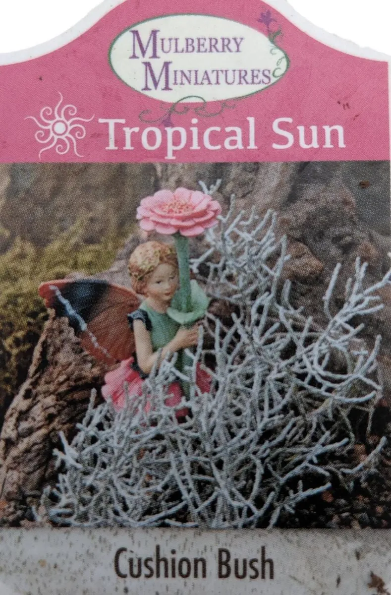 Cushion Bush Leucophyta brownii Live Plant - 2.5" Pot - Fairy Garden/House Plant - Image 2