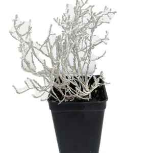Cushion Bush Leucophyta brownii Live Plant - 2.5