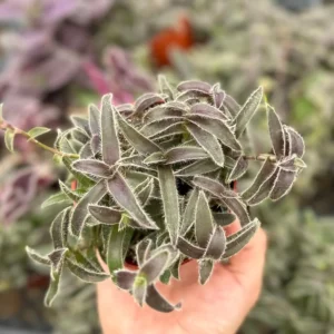 Cyanotis Somaliensis Live Plant - Kitten Ears Succulent in 2