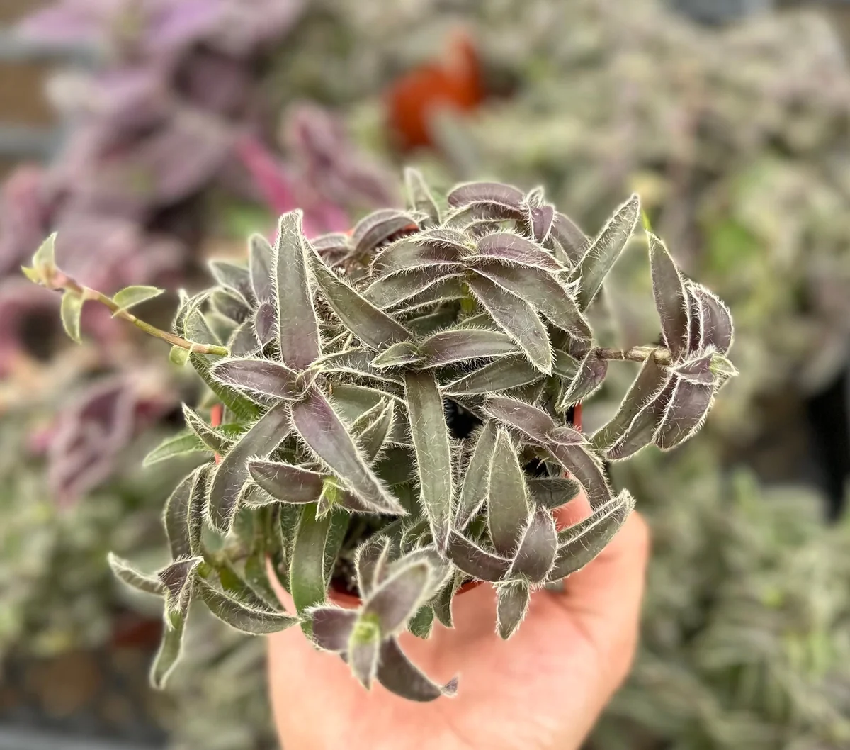 Cyanotis Somaliensis Live Plant - Kitten Ears Succulent in 2", 4", 6" Pot - Image 2