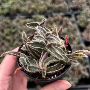 Cyanotis Somaliensis Live Plant - Kitten Ears Succulent in 2