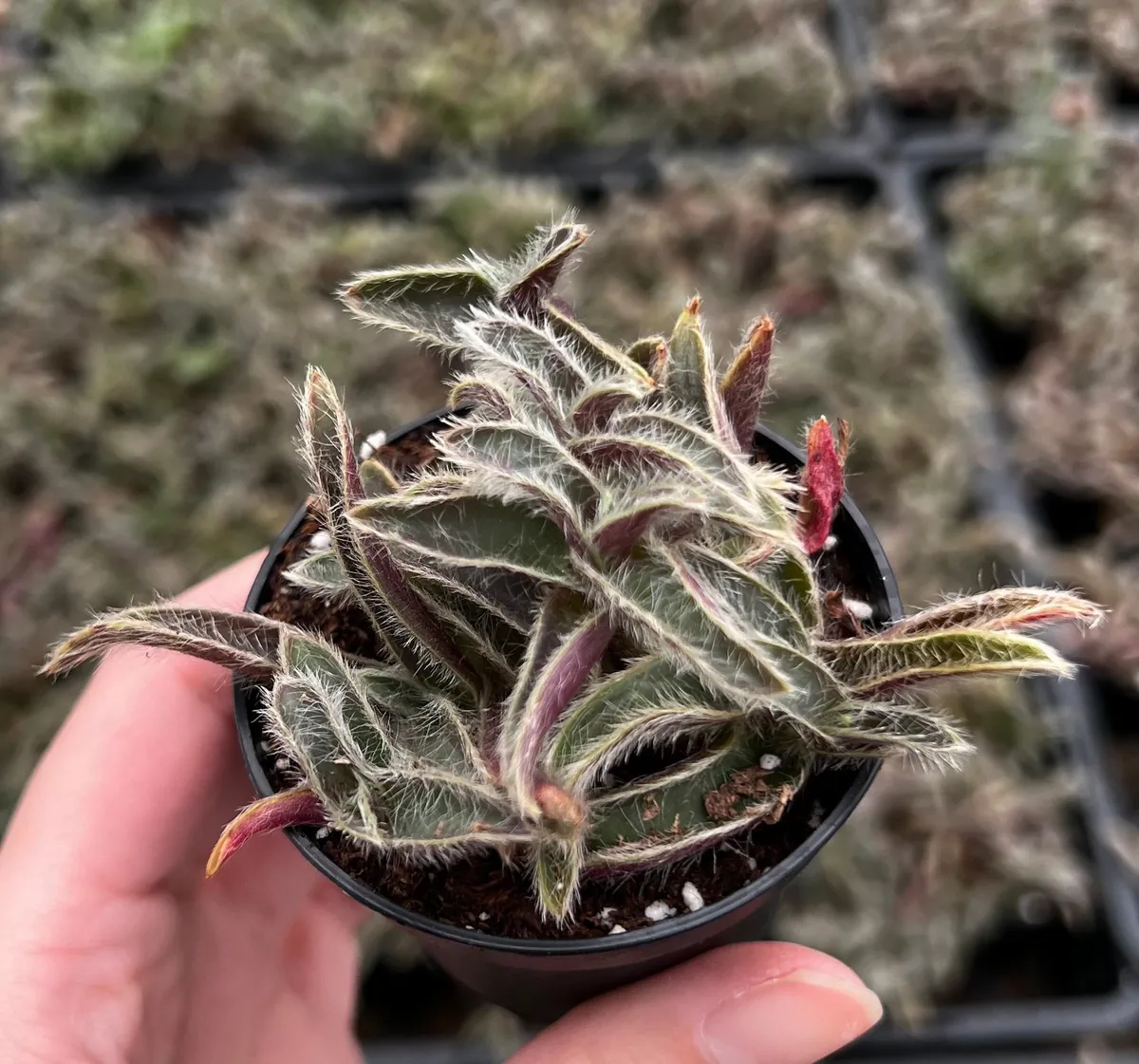 Cyanotis Somaliensis Live Plant - Kitten Ears Succulent in 2", 4", 6" Pot - Image 3