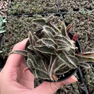 Cyanotis Somaliensis Live Plant - Kitten Ears Succulent in 2