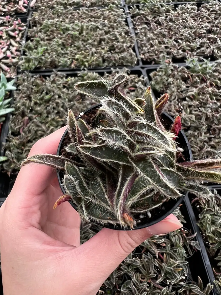 Cyanotis Somaliensis Live Plant - Kitten Ears Succulent in 2", 4", 6" Pot - Image 4