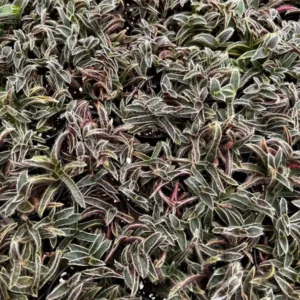 Cyanotis Somaliensis Live Plant - Kitten Ears Succulent in 2