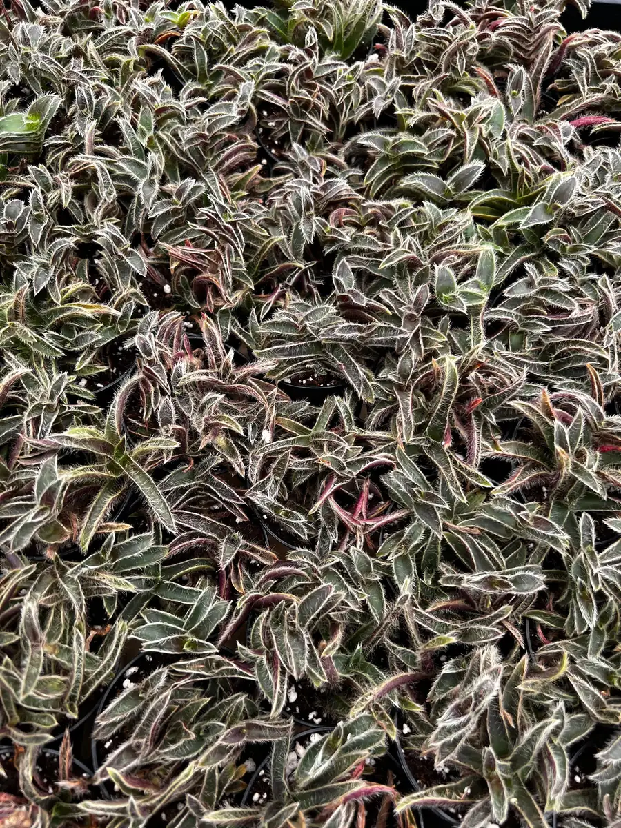 Cyanotis Somaliensis Live Plant - Kitten Ears Succulent in 2", 4", 6" Pot - Image 5