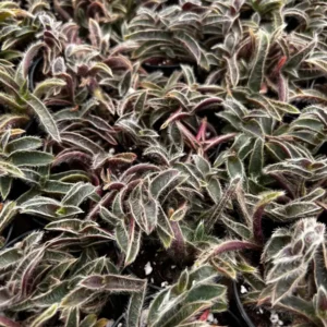 Cyanotis Somaliensis Live Plant - Kitten Ears Succulent in 2