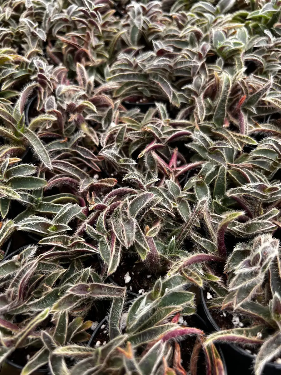 Cyanotis Somaliensis Live Plant - Kitten Ears Succulent in 2", 4", 6" Pot - Image 6