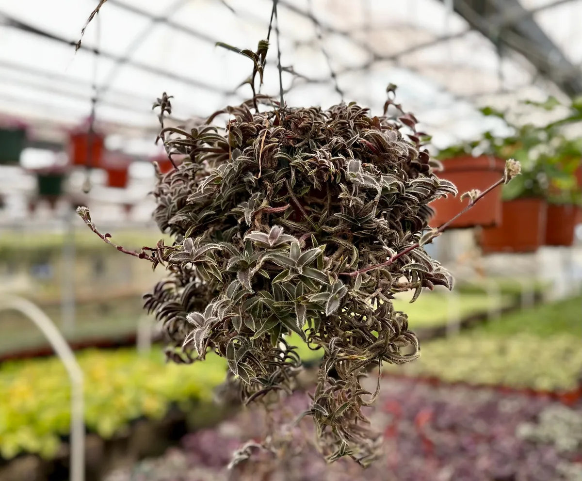 Cyanotis Somaliensis Live Plant - Kitten Ears Succulent in 2", 4", 6" Pot - Image 1