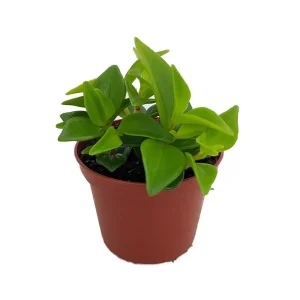 Cypress Peperomia Live Plant - Peperomia glabella - Easy Succulent Houseplant - 2.5