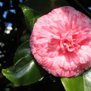 Dad's Pink Camellia Live Plant – Japonica Shrub – 4 inch pot – Pink Double Flowers – USDA Zones 7a-10b - Image 1