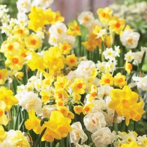Daffodil Flower Bulbs - 6-Bulb All Mix Double Perennial Daffodils for Planting - Image 5