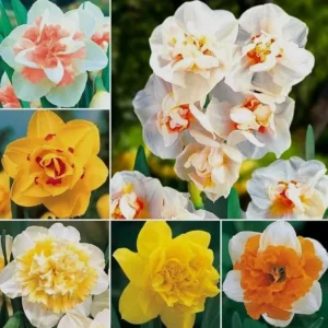Daffodil Flower Bulbs - 6-Bulb All Mix Double Perennial Daffodils for Planting - Image 6