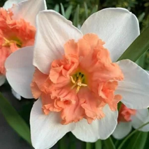 Daffodil Flower Bulbs Mix - 10 Pre-Chilled Trumpet & Double Varieties, Perennial - Image 2