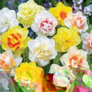 Daffodil Flower Bulbs Mix - 10 Pre-Chilled Trumpet & Double Varieties, Perennial - Image 3
