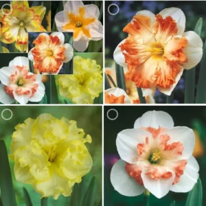 Daffodil Flower Bulbs Mix - 10 Pre-Chilled Trumpet & Double Varieties, Perennial - Image 1
