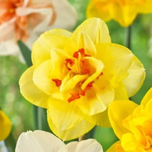 Daffodil Flower Bulbs Mix - 10 Pre-Chilled Trumpet & Double Varieties, Perennial - Image 7
