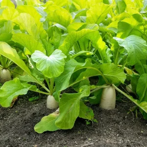 Daikon Radish Seeds - Japanese White Radish Vegetable Seeds - 1 lb (Approx. 42,800 Seeds) - Image 2