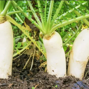 Daikon Radish Seeds - Japanese White Radish Vegetable Seeds - 1 lb (Approx. 42,800 Seeds) - Image 1