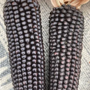 Dakota Black Popcorn Seeds - Heirloom Organic Zea Mays - 100 Seeds - Image 2