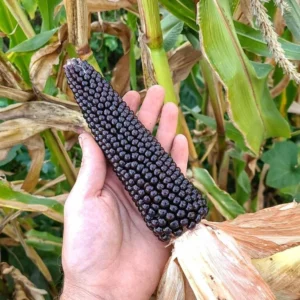 Dakota Black Popcorn Seeds - Heirloom Organic Zea Mays - 100 Seeds - Image 1