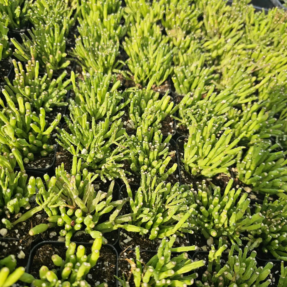 Dancing Bones Cactus Live Plant – Hatiora Salicornioides – 2in Pot Indoor - Image 2