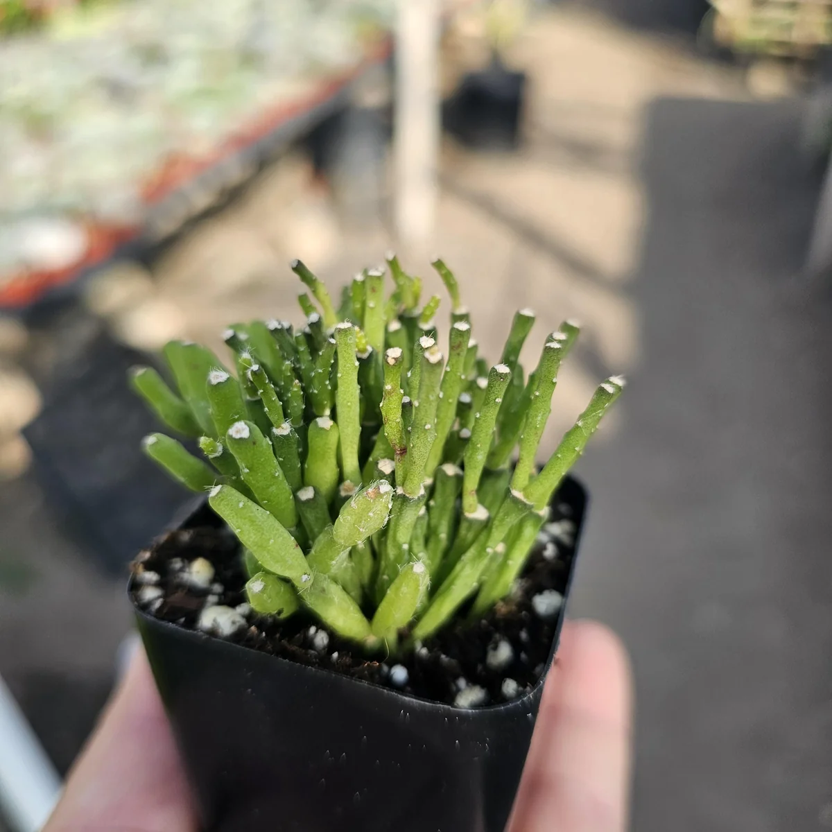 Dancing Bones Cactus Live Plant – Hatiora Salicornioides – 2in Pot Indoor - Image 4