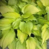 Dancing Darling Hosta Live Plant | Yellow-Golden Foliage | 1 Gallon Pot | Outdoor - Image 1