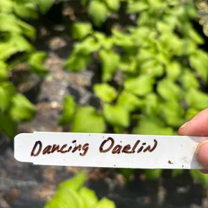 Dancing Darling Hosta Live Plant | Yellow-Golden Foliage | 1 Gallon Pot | Outdoor - Image 3