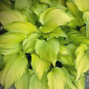 Dancing Darling Hosta Live Plant | Yellow-Golden Foliage | 1 Gallon Pot | Outdoor - Image 1