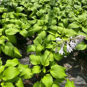 Dancing Darling Hosta Live Plant | Yellow-Golden Foliage | 1 Gallon Pot | Outdoor - Image 4