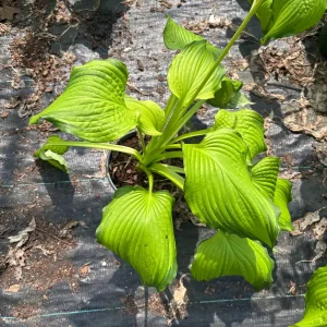 Dancing Darling Hosta Live Plant | Yellow-Golden Foliage | 1 Gallon Pot | Outdoor - Image 5