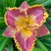Daria Daylily Bare Root Plant (Hemerocallis) - Rose-Pink Blooms, 5.5 Inches - Image 1